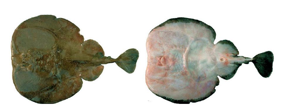 Torpedo nobiliana_05.jpg